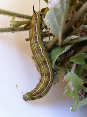 Hyles livornicoides
