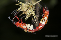 Dysdercus albofasciatus