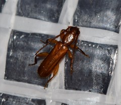 Smodicum cucujiforme