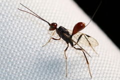 Aulacidae