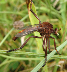 Diogmites basalis