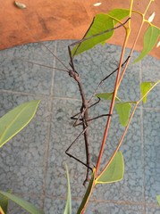 Paronchestus cornutus