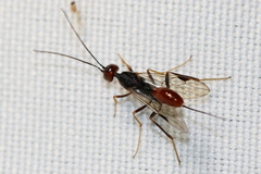 Aulacidae