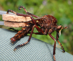 Diogmites basalis