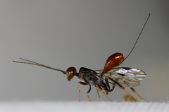 Aulacidae