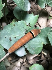 Papilio multicaudata