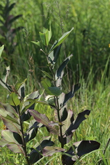 Asclepias syriaca
