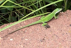 Anolis carolinensis