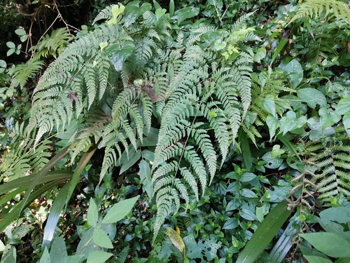 Image of Dryopteris sacrosancta by (c) harum.koh, some rights reserved (CC BY-SA)