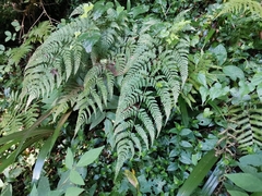 Dryopteris sacrosancta