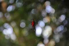 Gasteracantha falcicornis