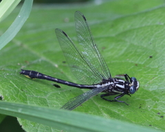 Phanogomphus quadricolor