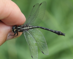 Phanogomphus quadricolor