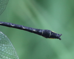 Phanogomphus quadricolor