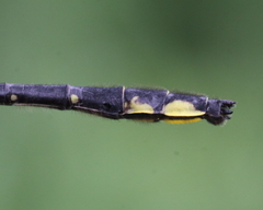 Phanogomphus quadricolor