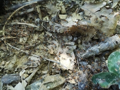 Liometopum microcephalum