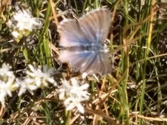 Echinargus isola