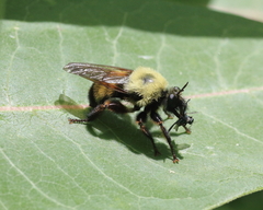 Laphria thoracica