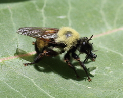 Laphria thoracica