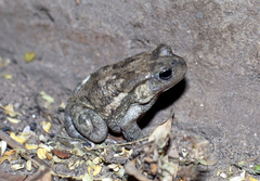 Sclerophrys xeros