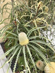 Banksia victoriae