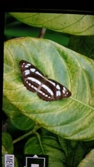 Phaedyma columella singa