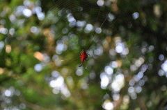 Gasteracantha falcicornis