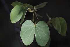 Bauhinia macranthera