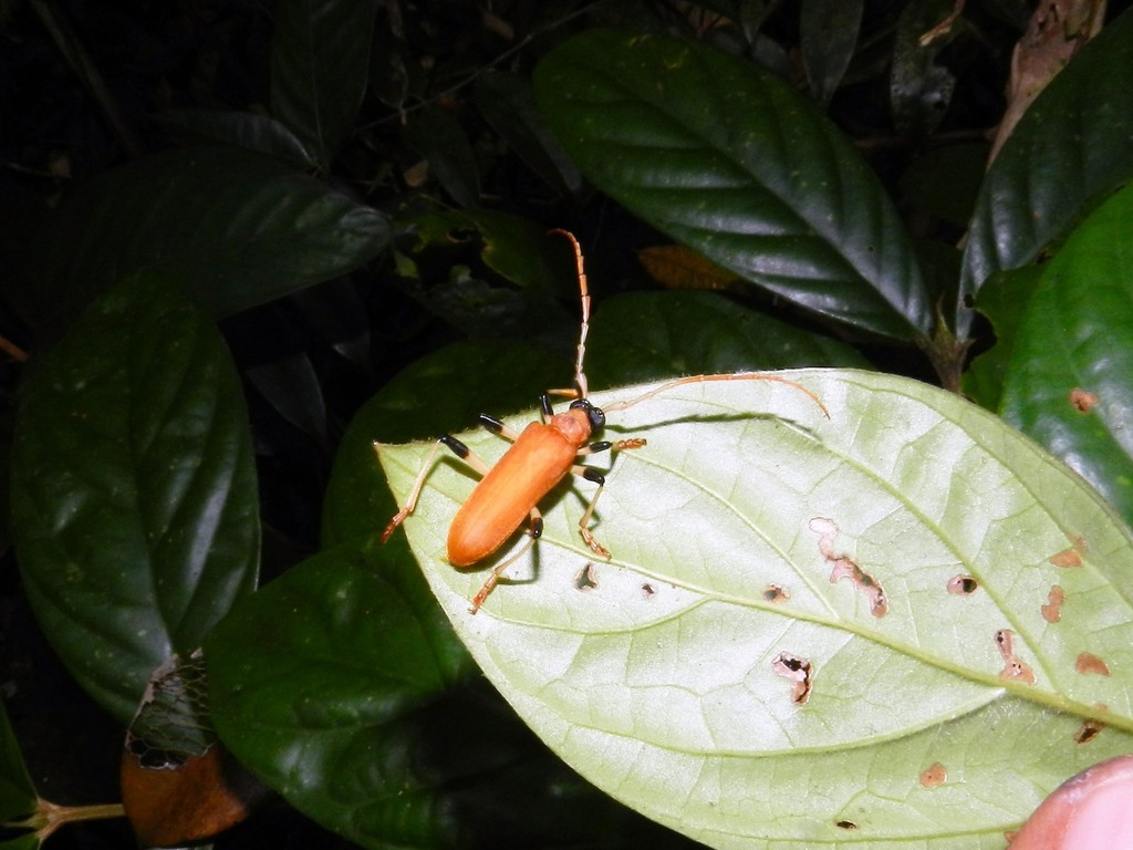 Paroeme annulipes