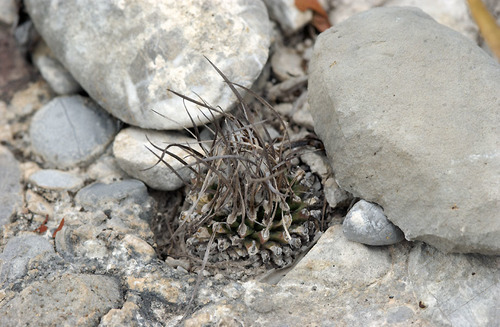 Turbinicarpus schmiedickeanus ssp. gracilis