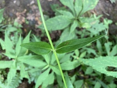 Phlox carolina