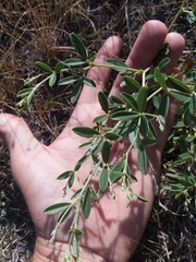 Pediomelum tenuiflorum
