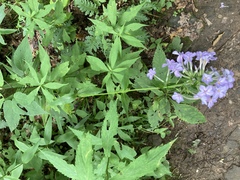Phlox carolina