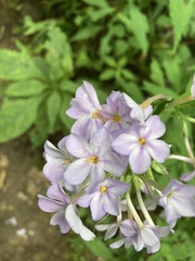Phlox carolina