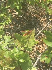 Polistes kaibabensis