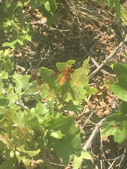 Polistes kaibabensis