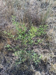 Pediomelum tenuiflorum
