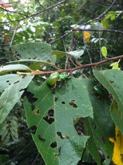 Anoplognathus smaragdinus