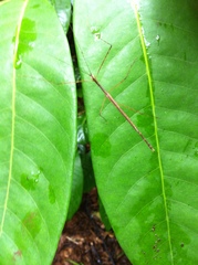 Sipyloidea caeca