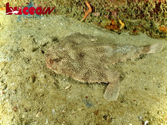 Ogcocephalus pantostictus