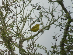 Zosterops anderssoni