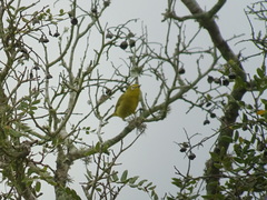 Zosterops anderssoni