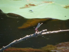 Enallagma dubium