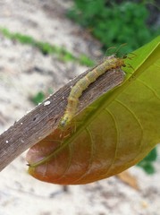 Homodes bracteigutta