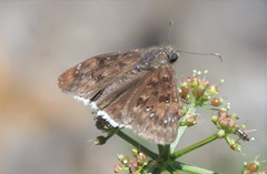 Erynnis tristis tatius
