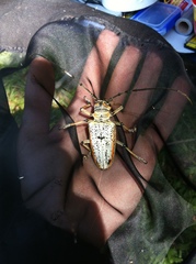 Rosenbergia megalocephala