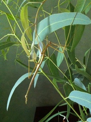 Tropidoderus gracilifemur