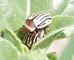 Zygogramma exclamationis