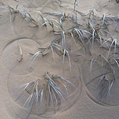 Spinifex