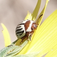 Zygogramma exclamationis